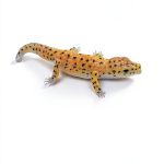 Hobby Miniatures Craft Guide English Kindle Book 16 Pages-0